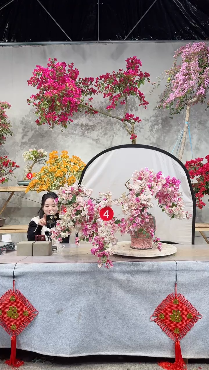 【闪购商品】盆景漳红樱