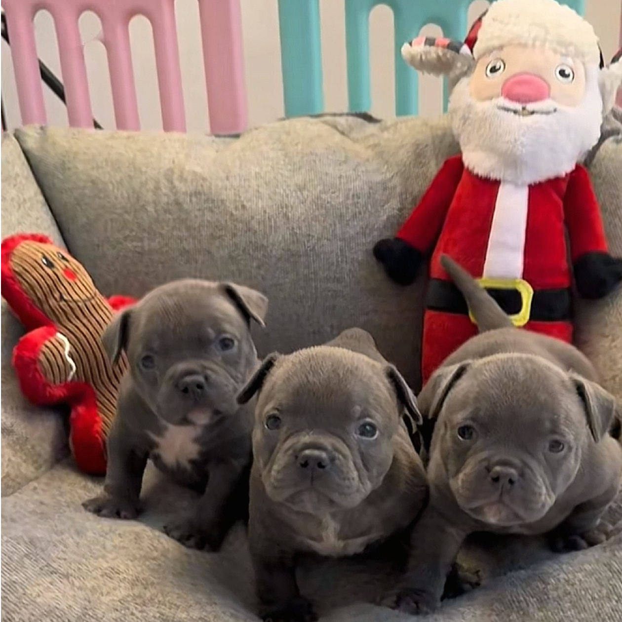 【匪帮恶霸犬】恶霸犬幼犬活体狗狗宠物狗