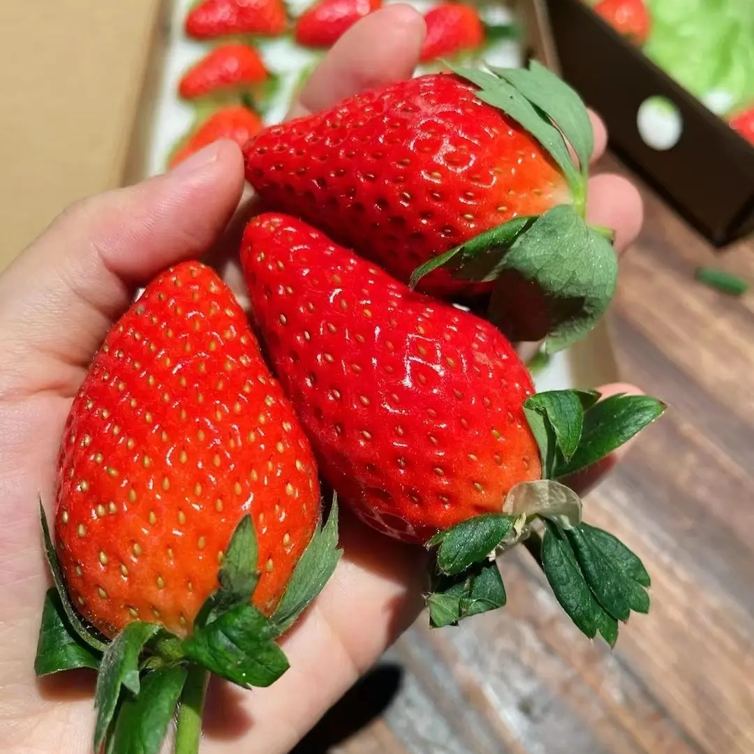 「章姬草莓」正宗奶油草莓越雪妃红颜隋珠送礼京东非丹东99特大果