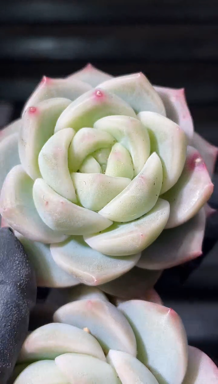 31-6 糯翡灯3-4厘米量拍发一颗