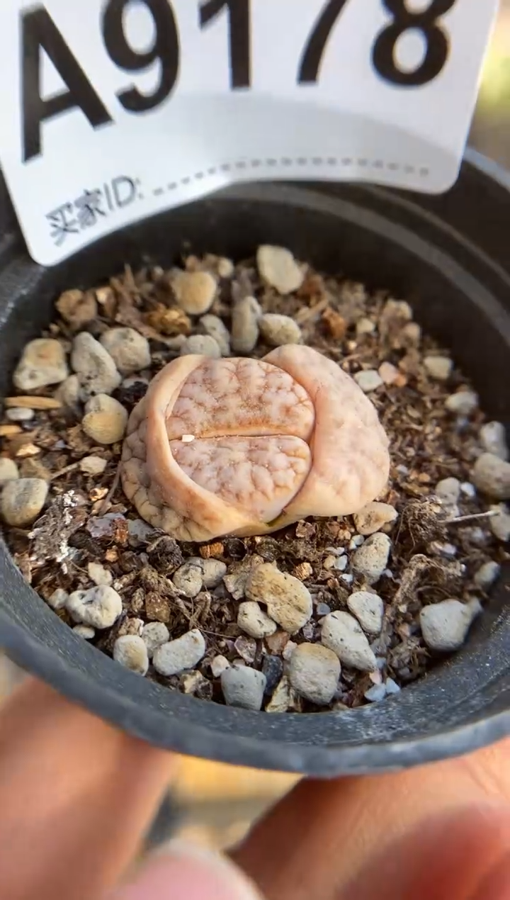 【闪购商品】9178直播一物一拍