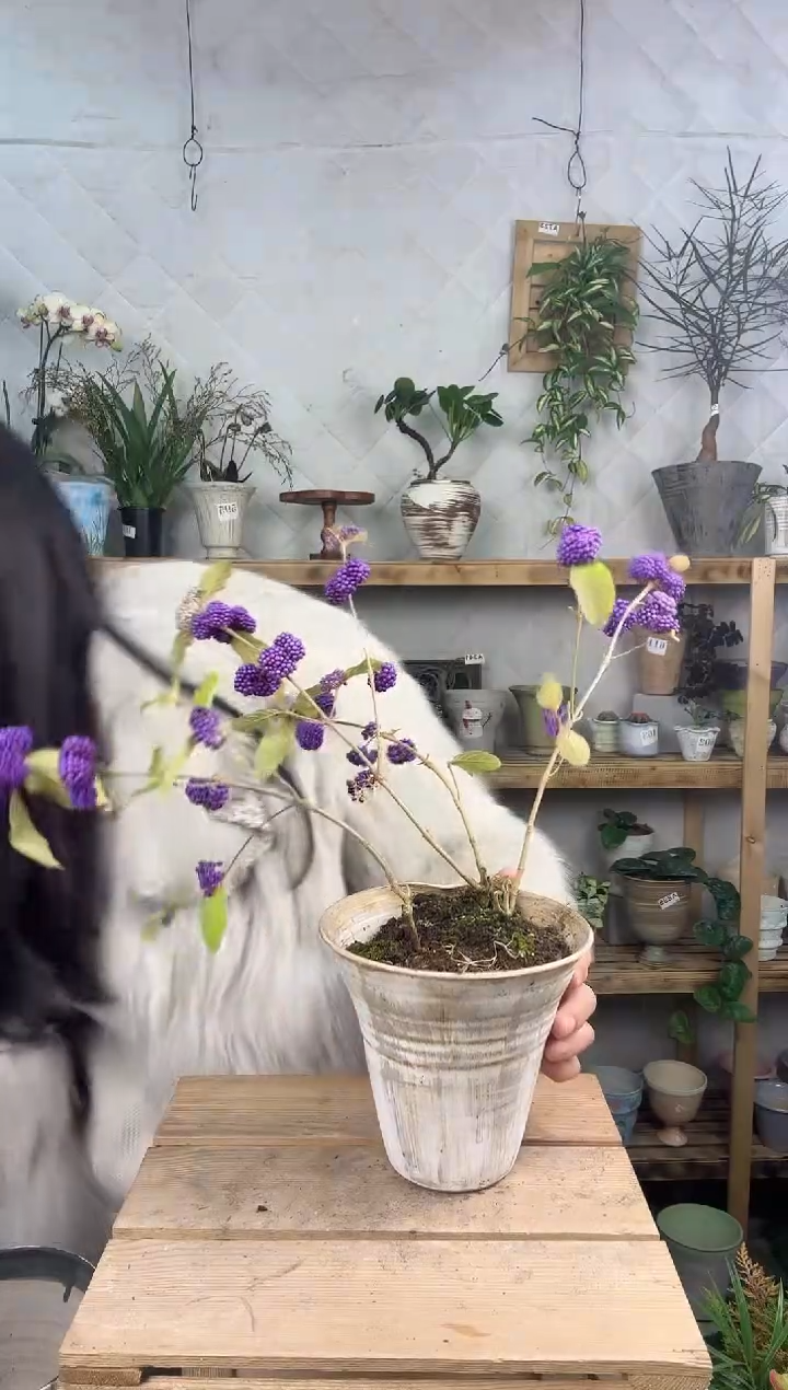 无花朵小**～620紫珠造型加盆一套