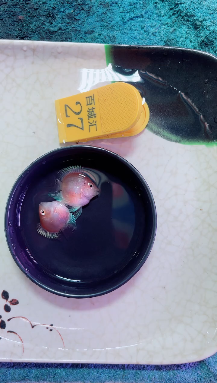 鹦鹉鱼212312112