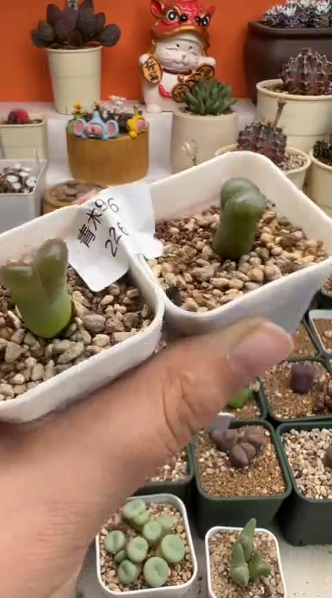 226超级无敌美丽到爆炸的美肉。。。。。。
