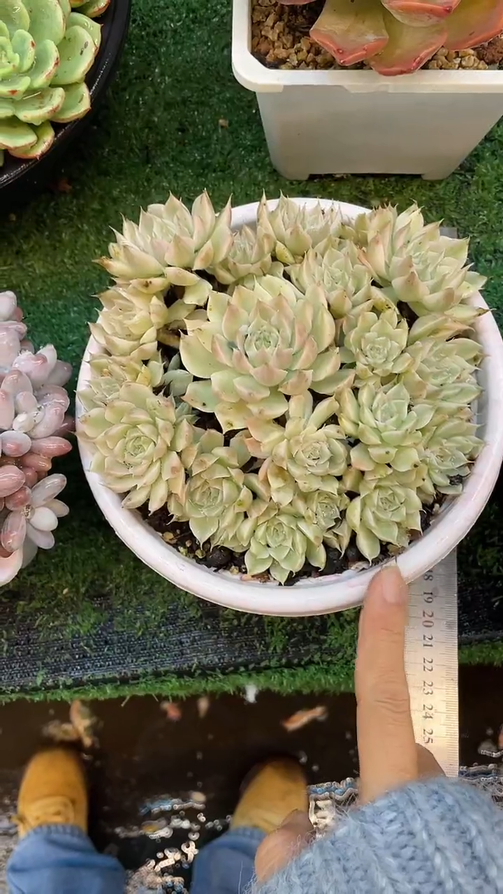 玛格丽特锦 满20包邮