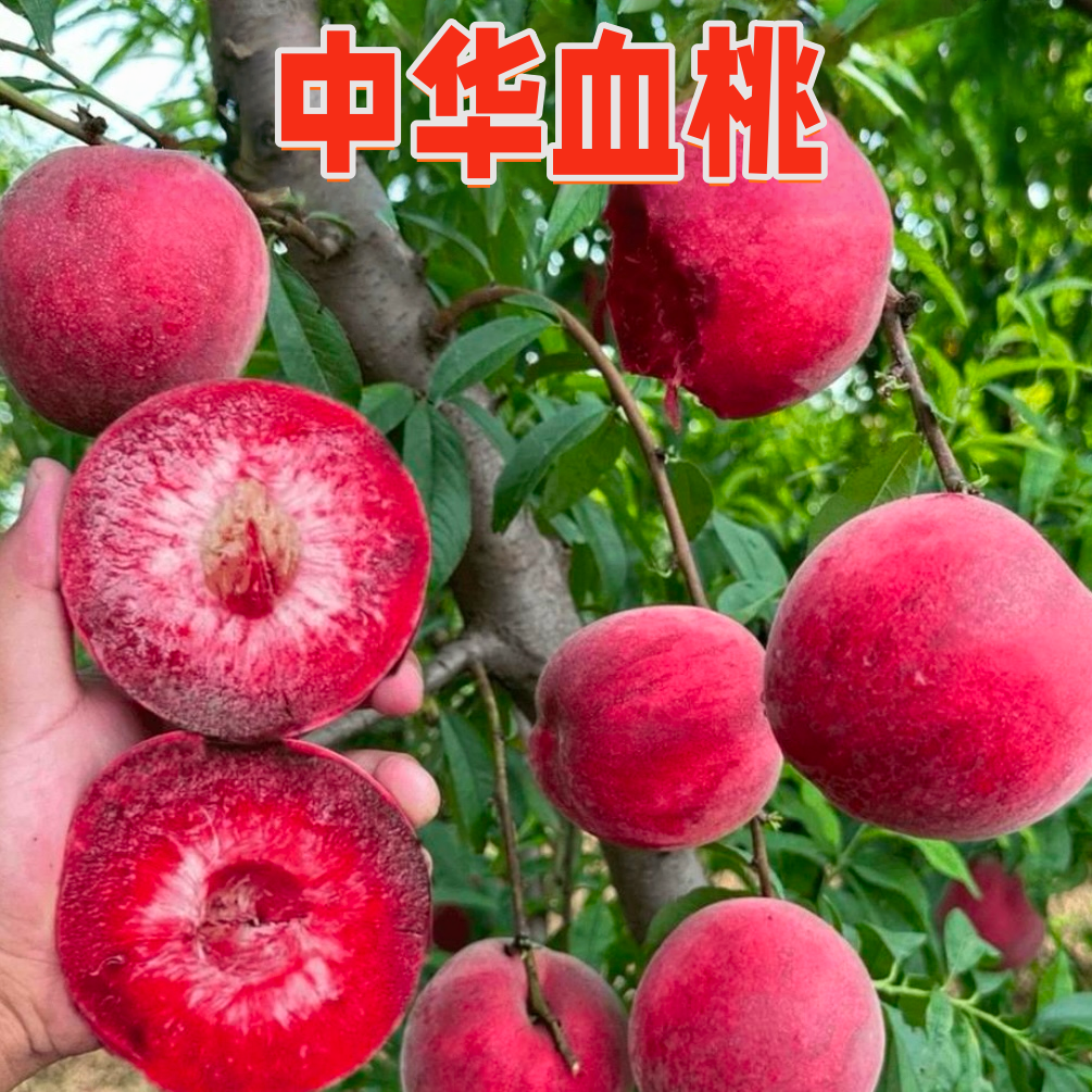 血桃巨型冬桃水蜜桃盆栽地栽南方北方室内外种植好养易活