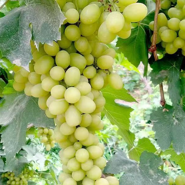 新疆无核白葡萄葡萄同城送新疆维吾尔自治区