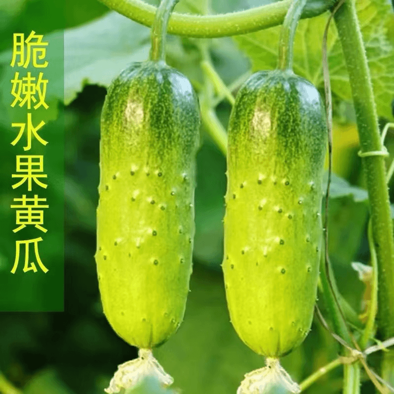 【水果黄瓜种子】春夏秋种植黄瓜种子易播种好发芽生长快春秋夏高产