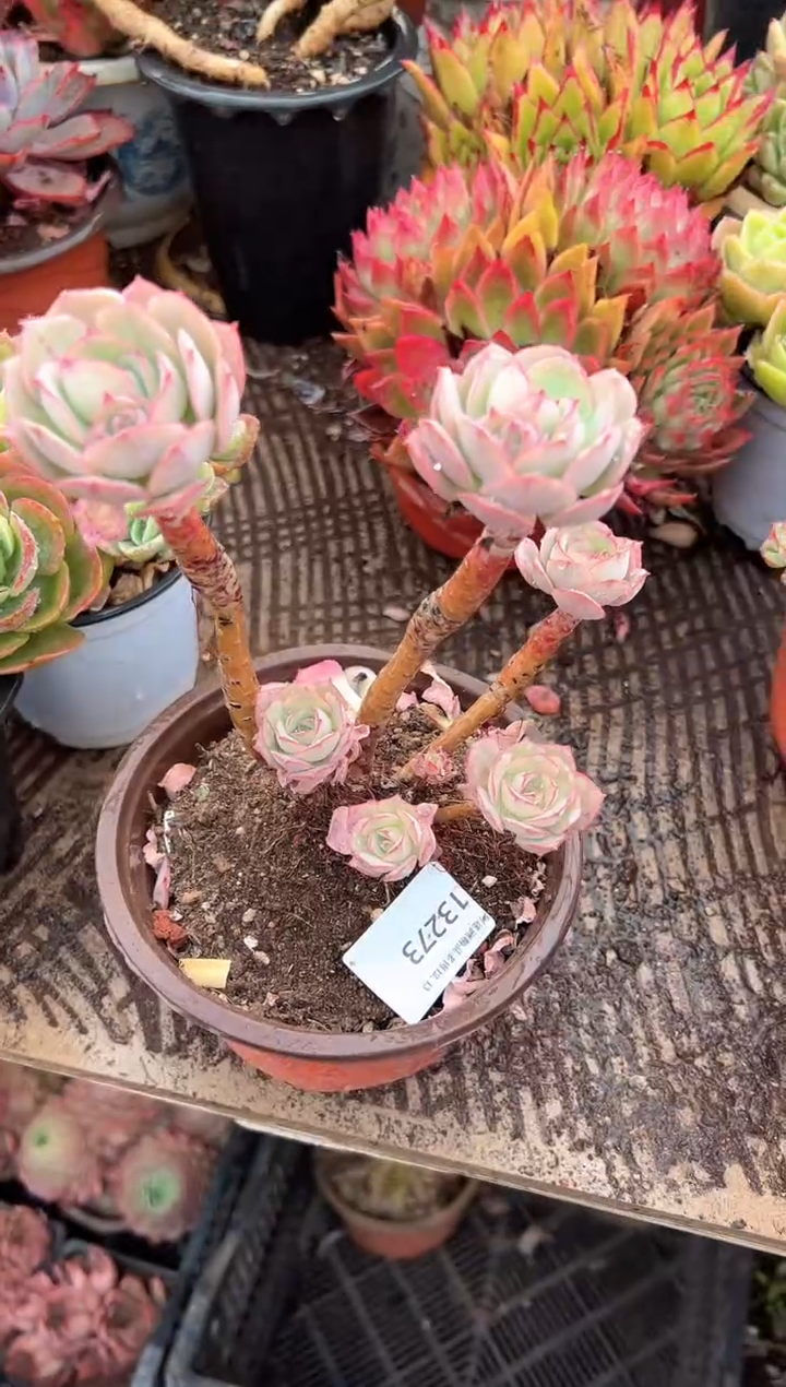 一**舟多肉植物一物一拍13273