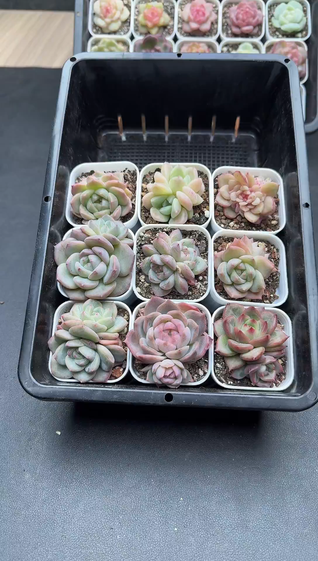 珍妮杂交多肉A559