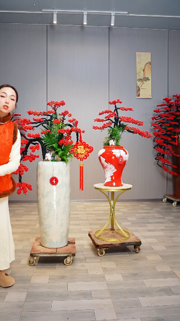 无花朵小**咪北美冬青
