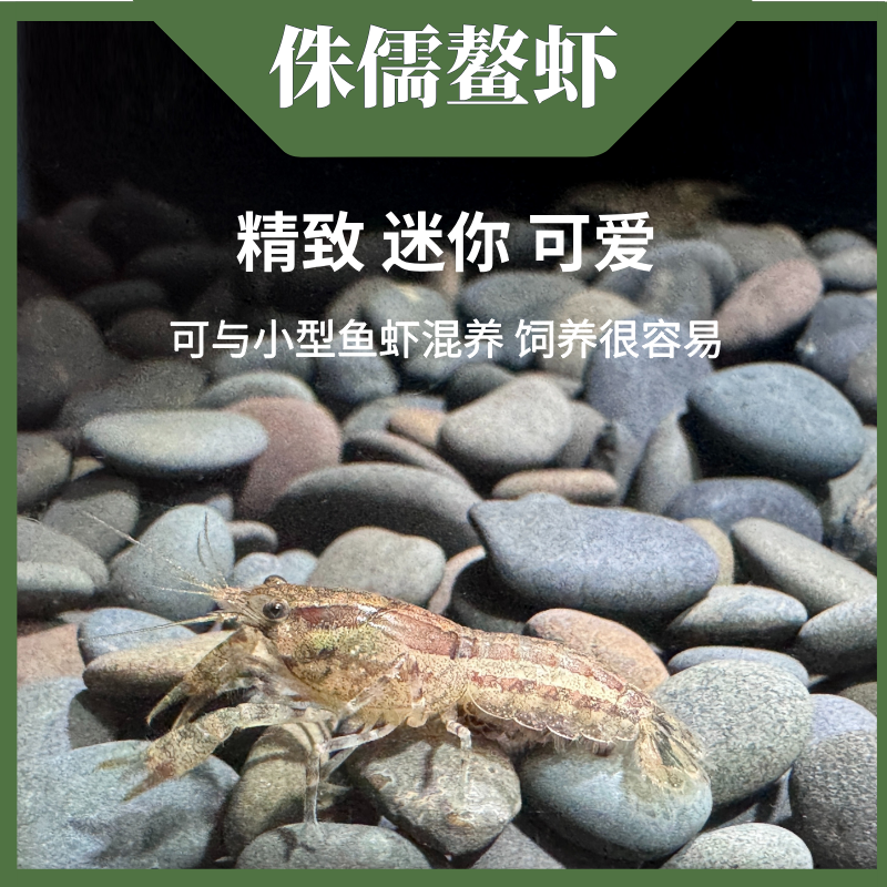 特萨努侏儒鳌虾 迷你小型活体观赏鳌虾 小苗 皮实易养淡水鱼缸