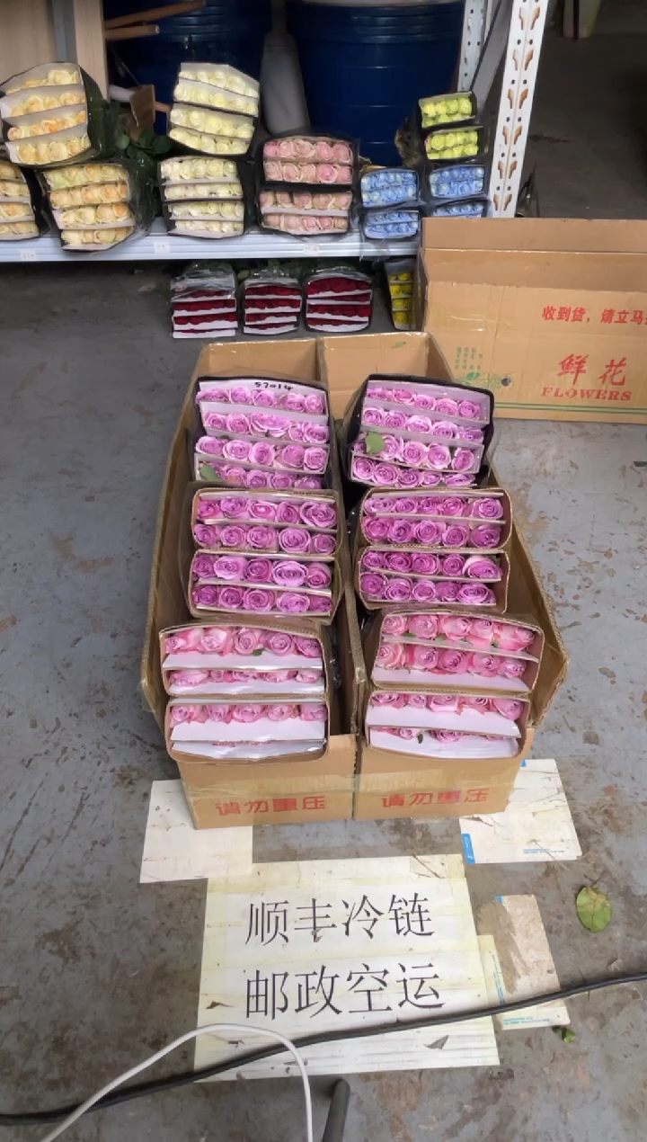 气场20枝+紫霞20枝+海洋之歌20枝