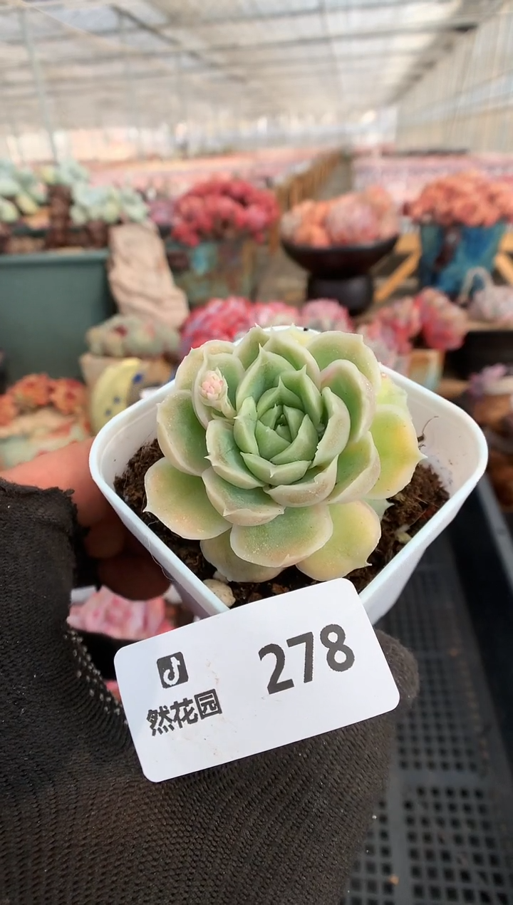 【闪购商品】278虾饺一物一拍