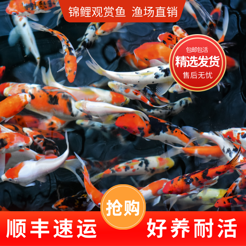 纯种锦鲤活鱼观赏鱼好养冷水黄金红白大正三色活体中大型锦鲤鱼