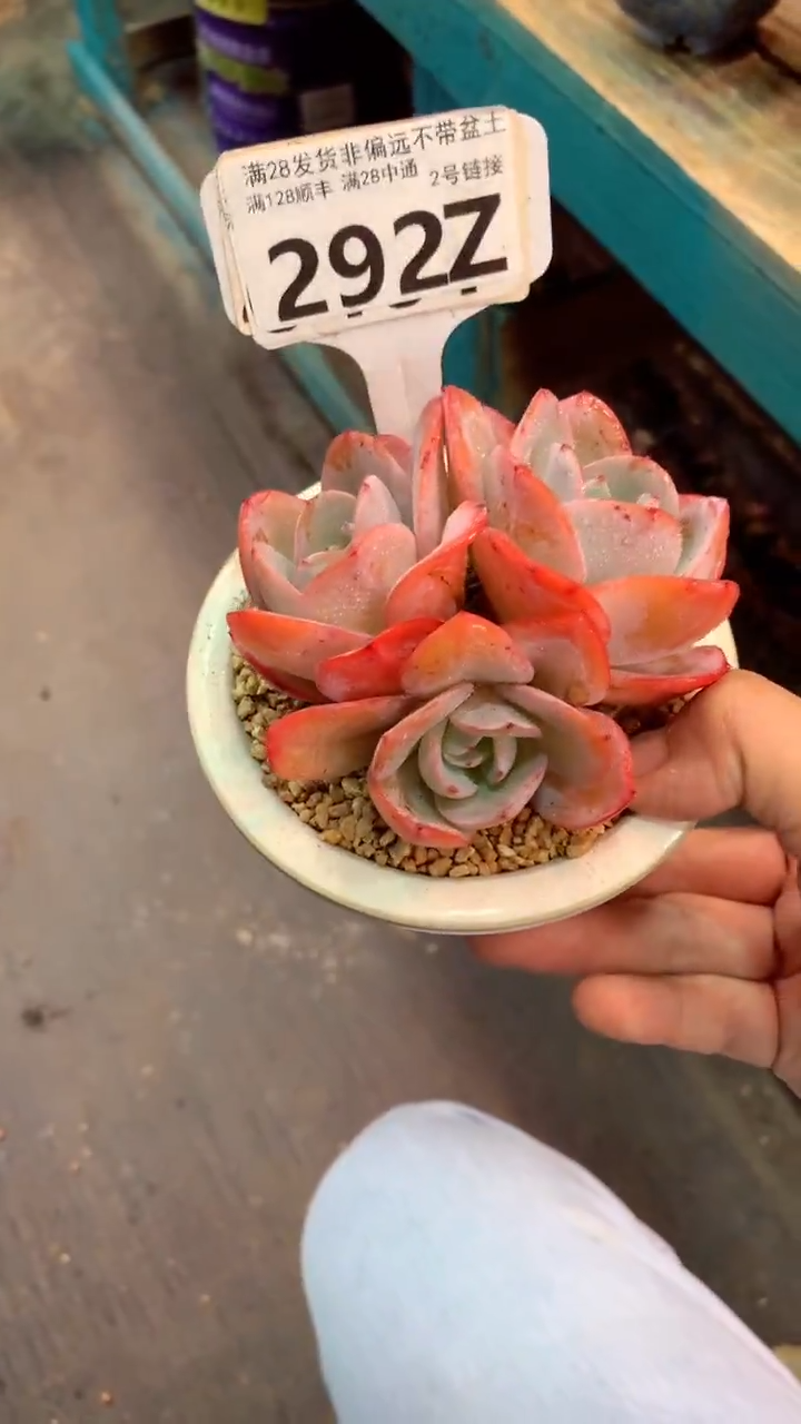 恩****宝292Z（一物一拍实付满28发货，默认不带盆土）