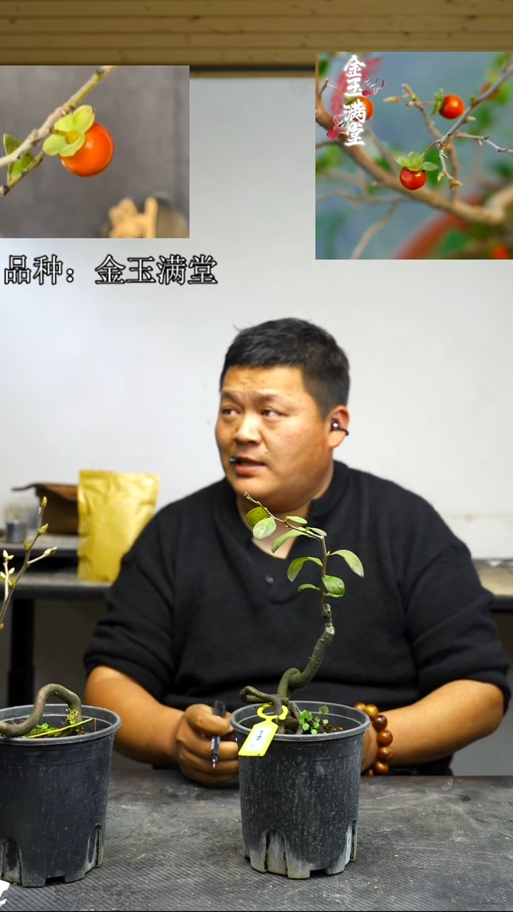 无花朵勇**敌/100顺丰到付/251219/11金玉满堂嫁接