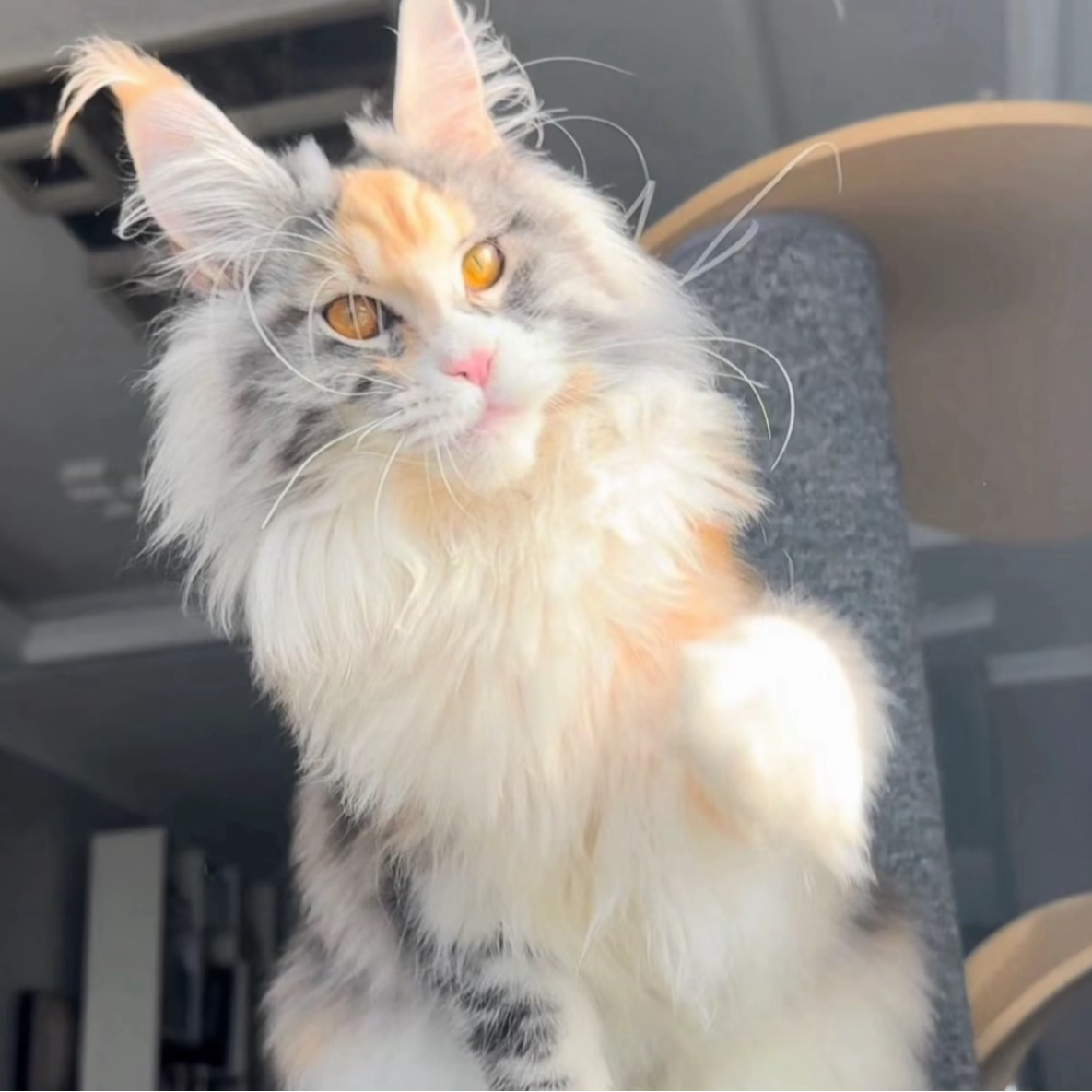 T【婷萱的猫】大型缅因猫舍纯种巨型缅因猫棕银虎斑缅因猫幼崽活体