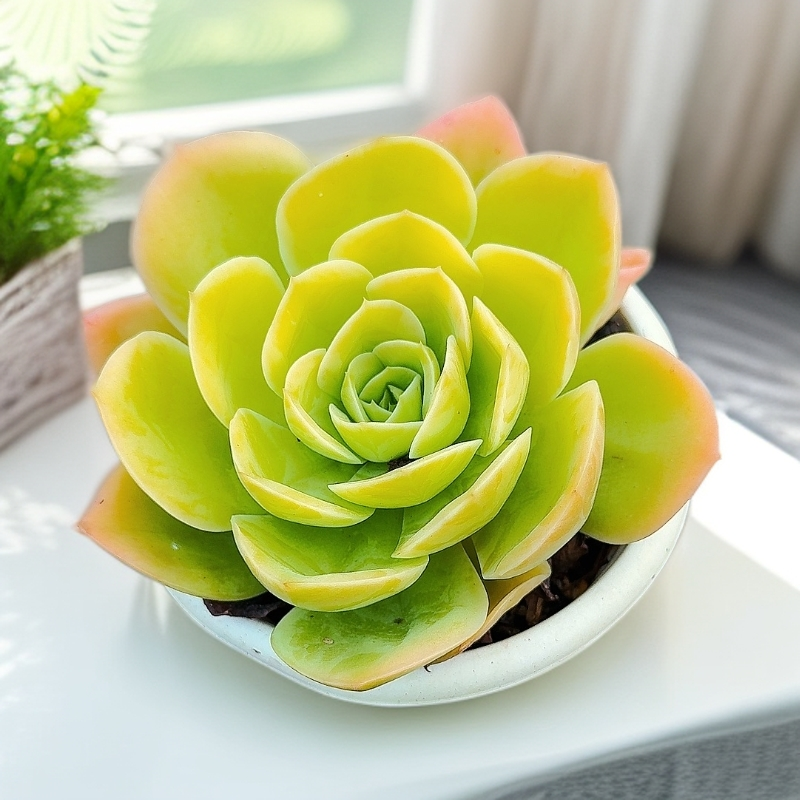 77多肉（辛纳塔）直播间展示