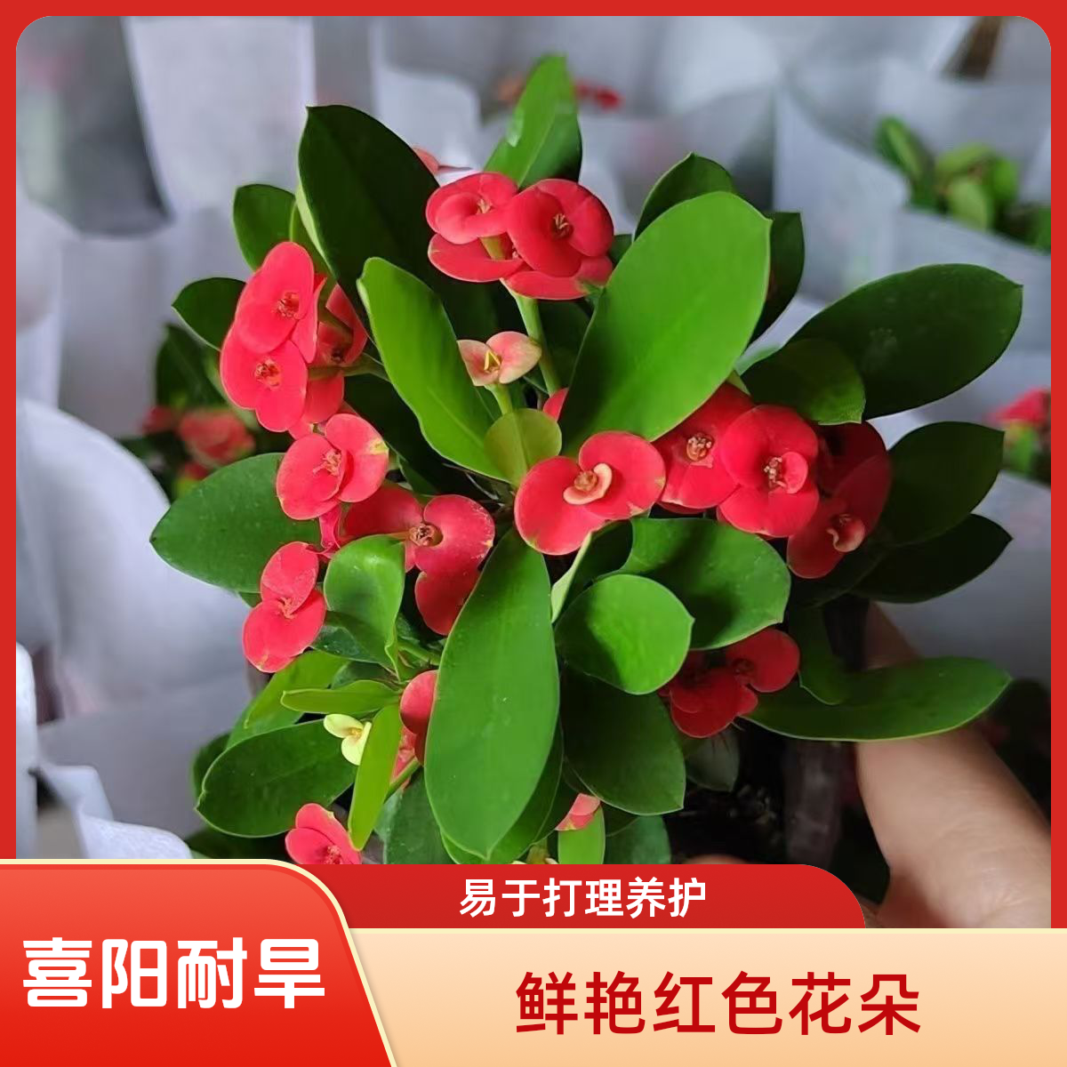 铁海棠绿植花卉四季开花耐干旱带花发货虎刺梅常年开花植物