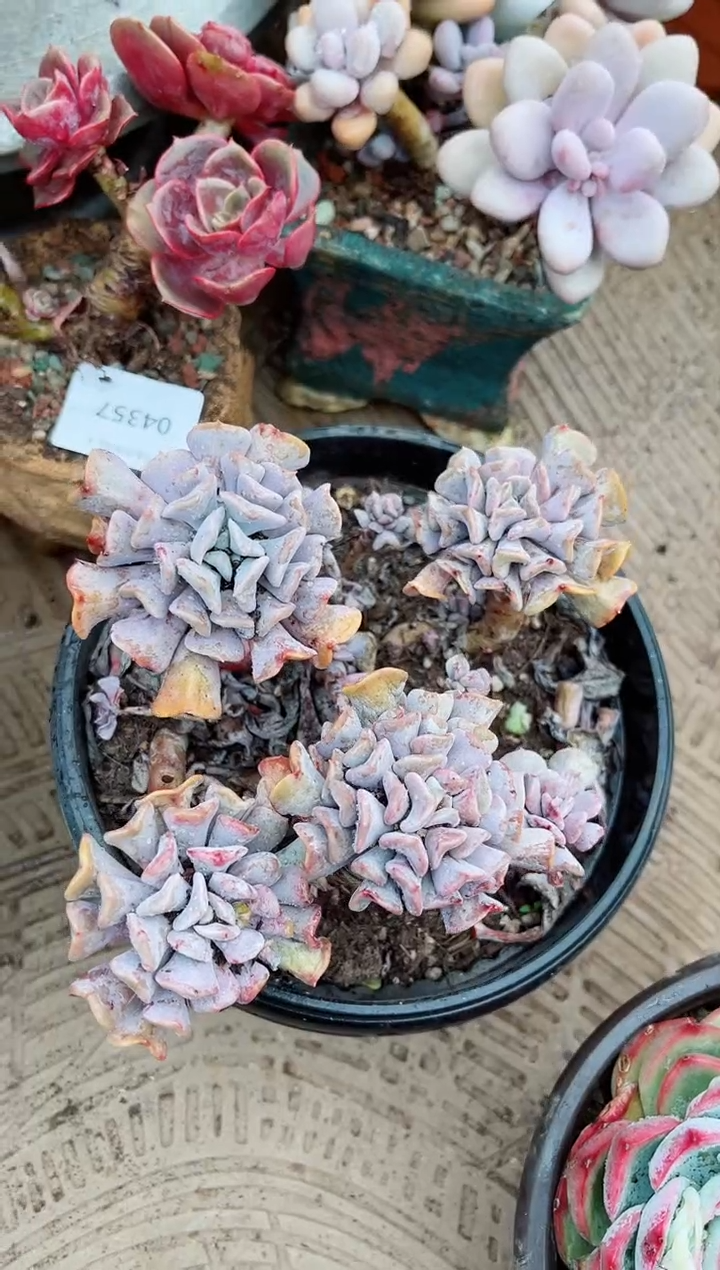 【闪购商品】04358