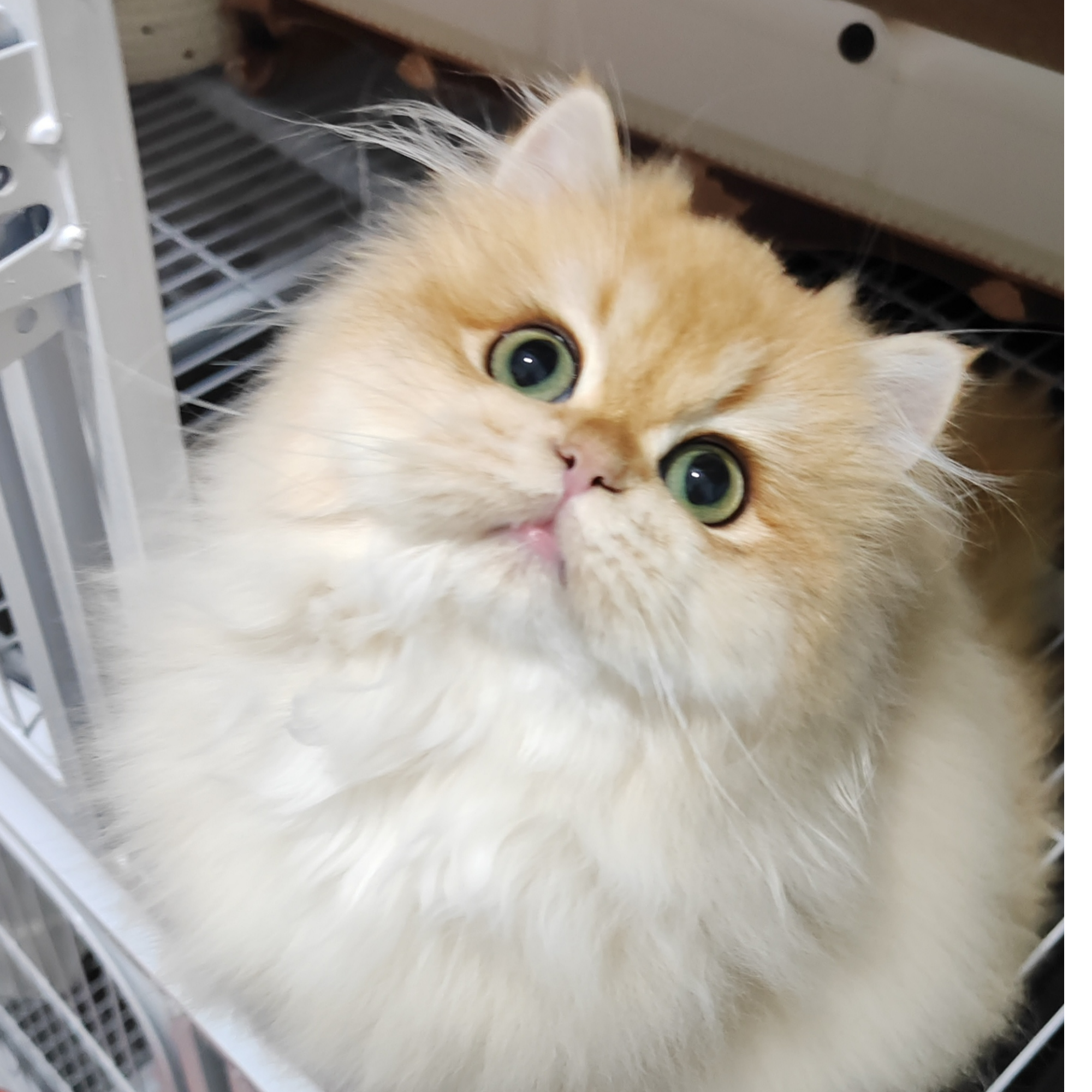 【笑笑猫窝】猫咪活体