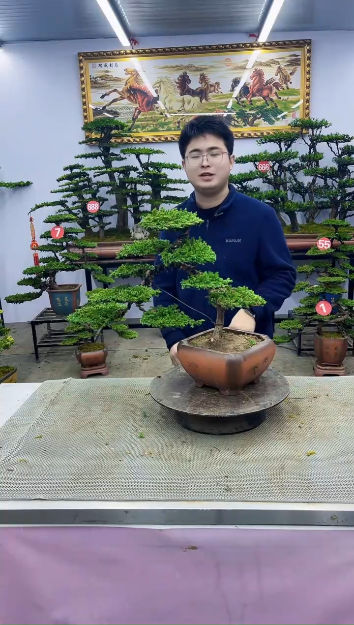 【闪购商品】八斗松/松类活物造型盆景，以直播间截图为啊啊啊