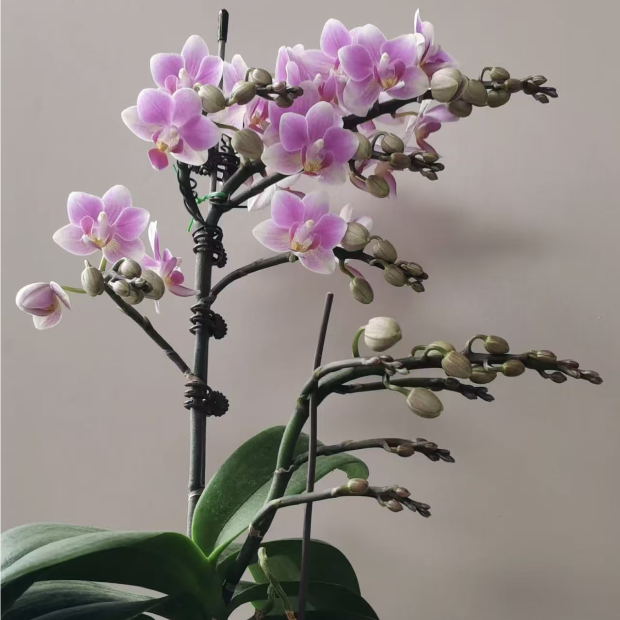 浓香型 3个花剑【 香美人】蝴蝶兰花期7个月左右 开花太香了