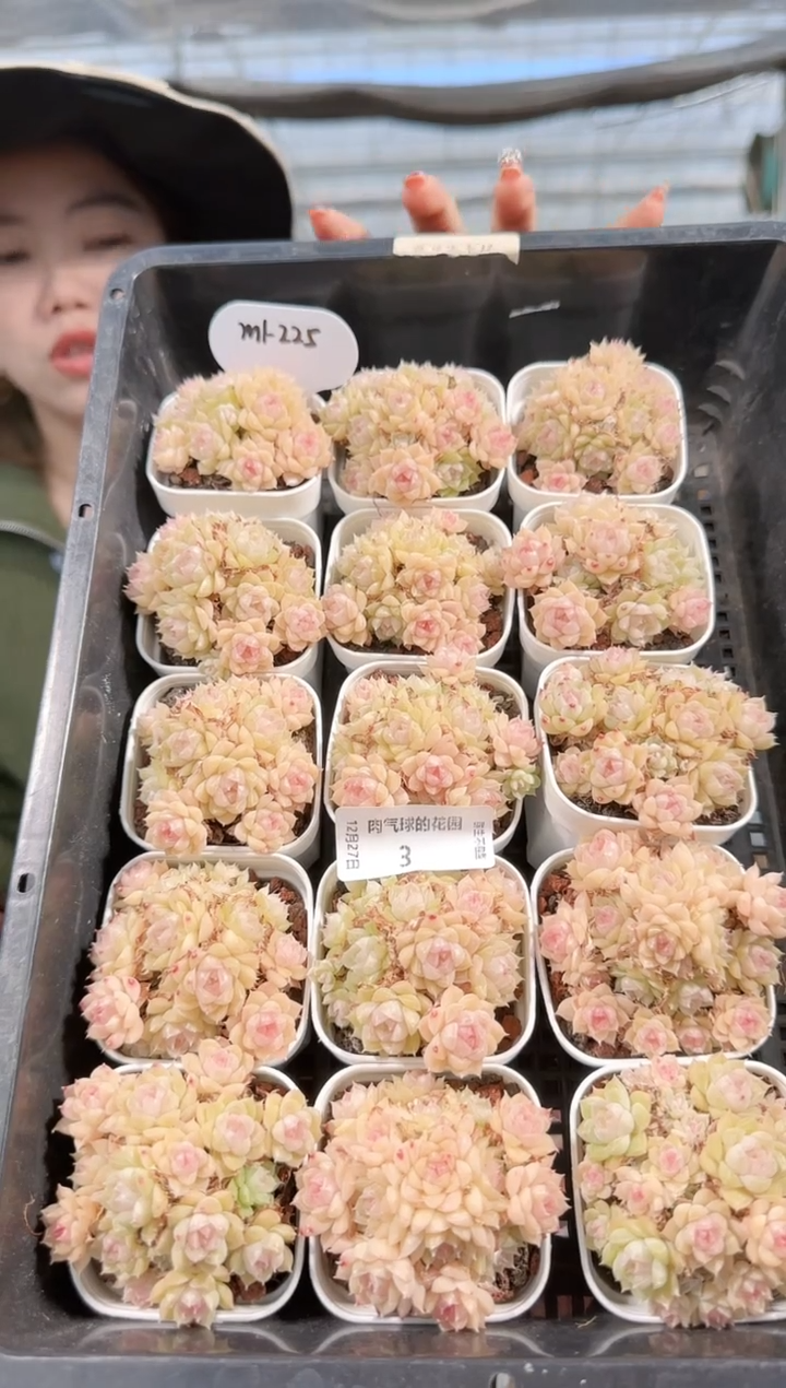  1227-03m1-225多肉量拍任意发一颗群生不包整