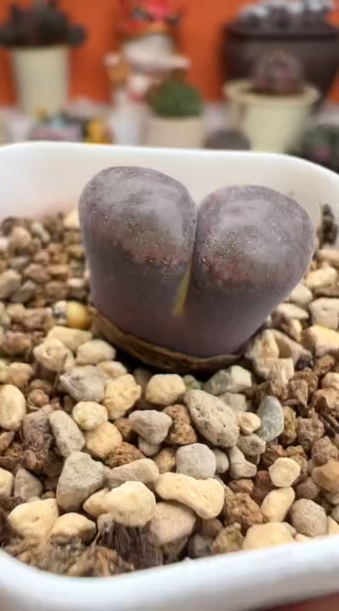 18超级无敌美丽到爆炸的美肉。。。。。。