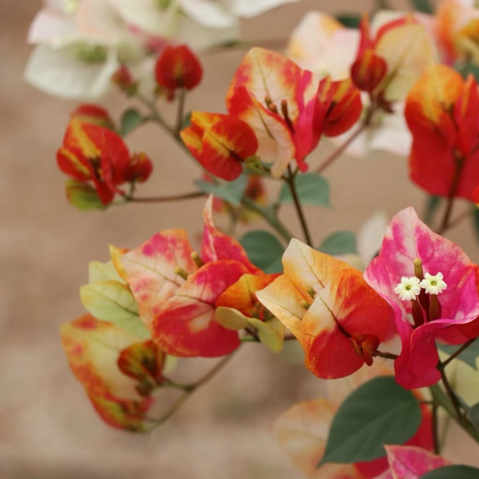 【哪吒高货】室内外勤花带盆土观赏三角梅