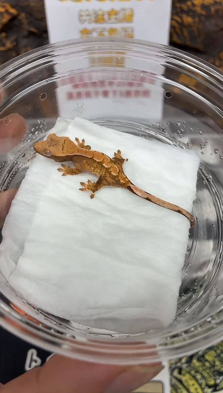 睫角守宫睫角守宫