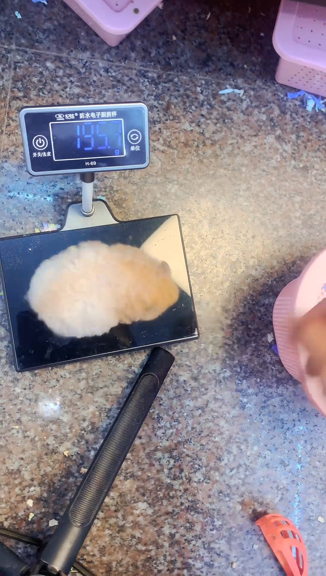 190克金丝熊妹妹