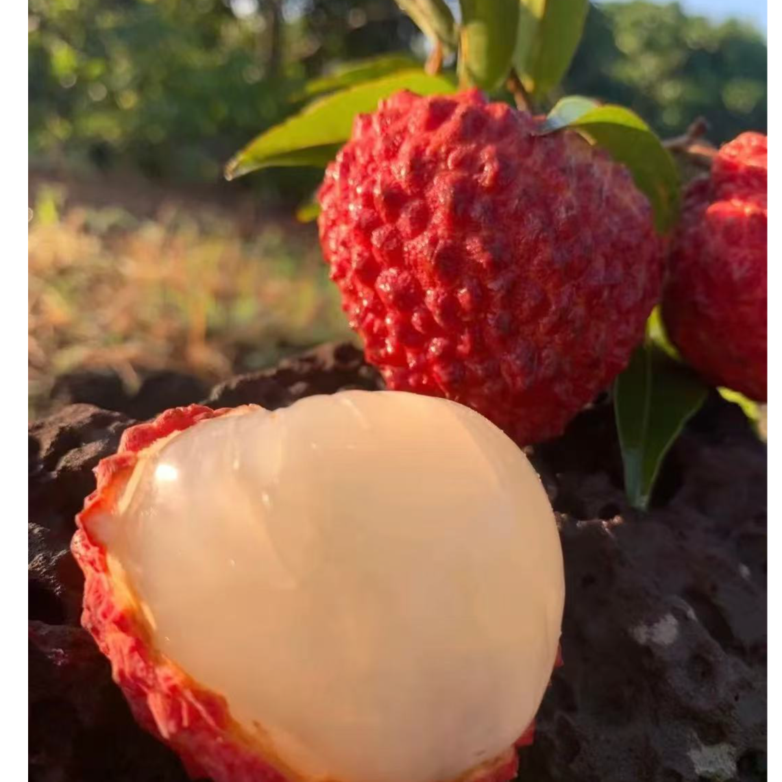 海南火山口荔枝王新鲜水果顺丰包邮g