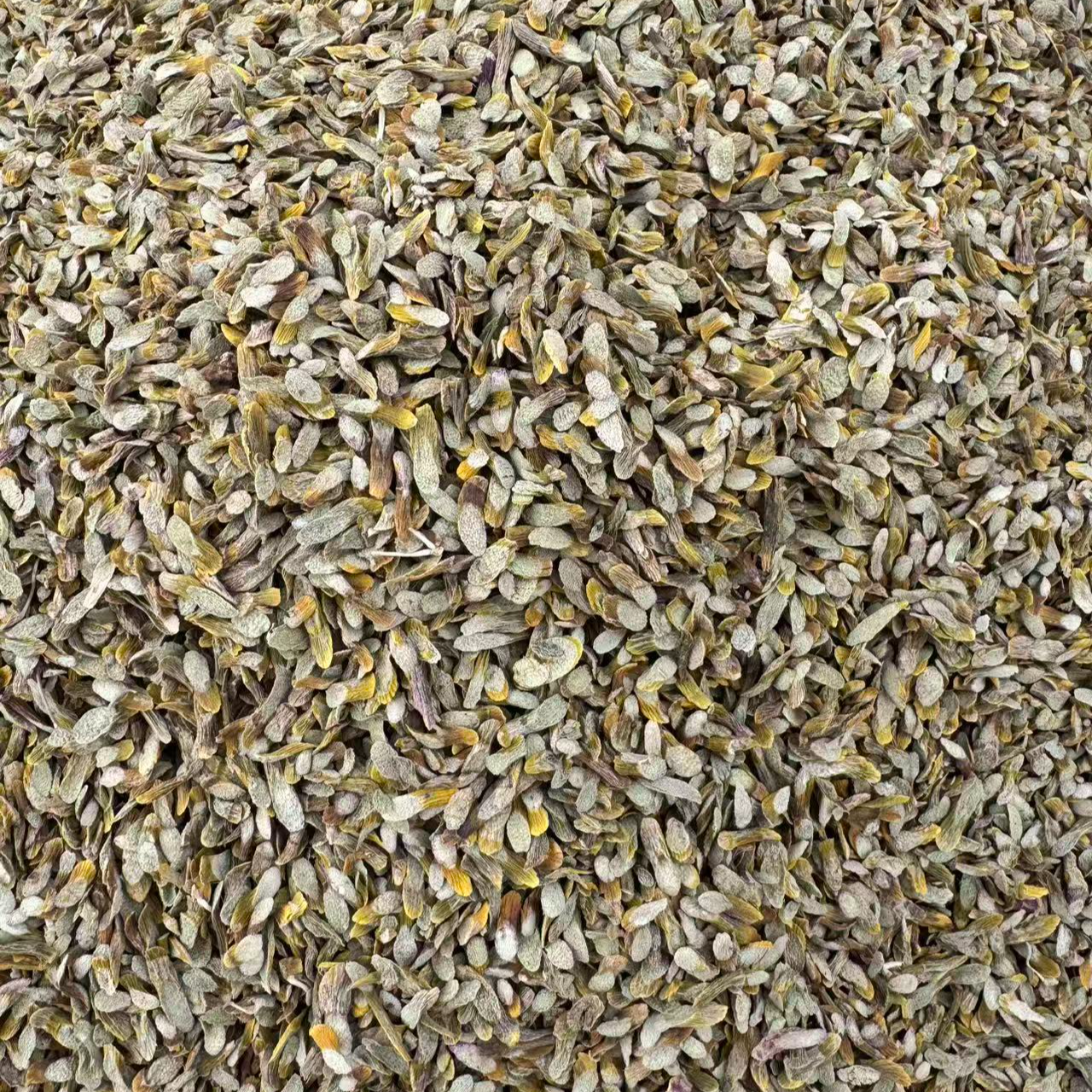 西藏高海拔石斛切片