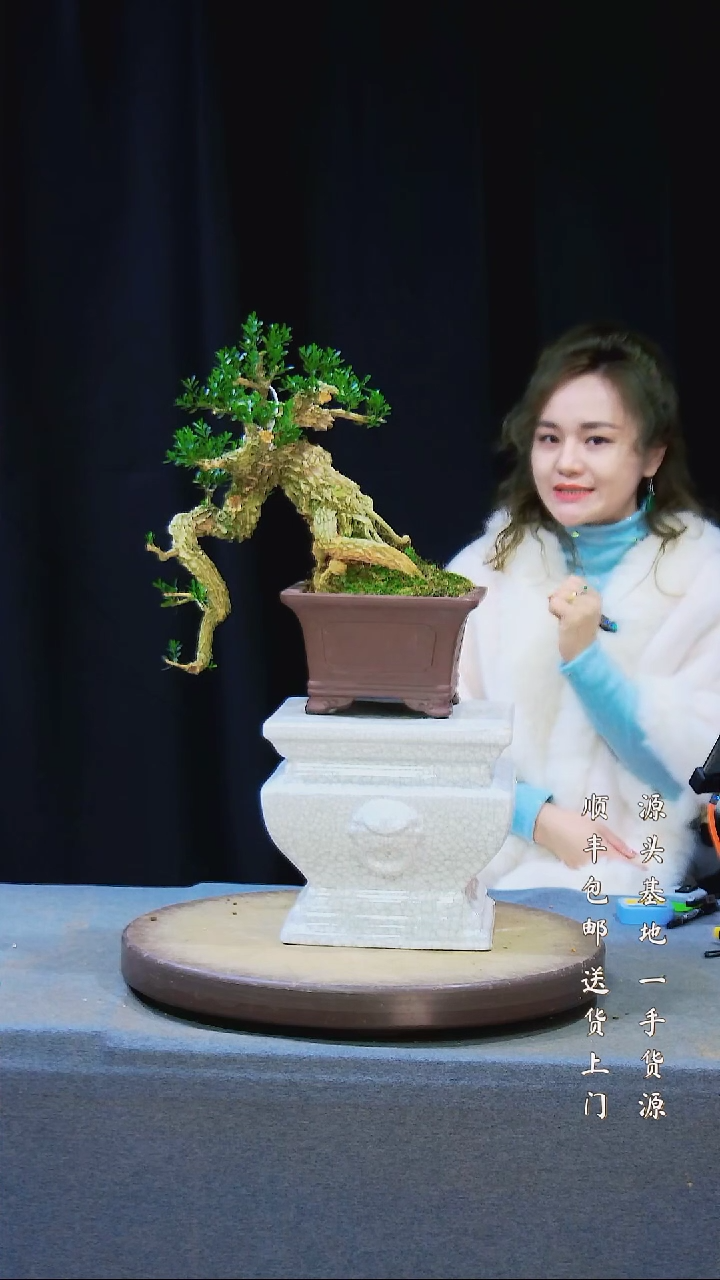 【闪购商品】雀舌黄杨盆景雀舌黄杨盆景