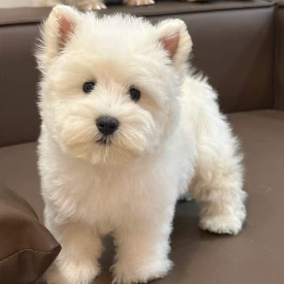 韩韩宠物专属狗狗链接