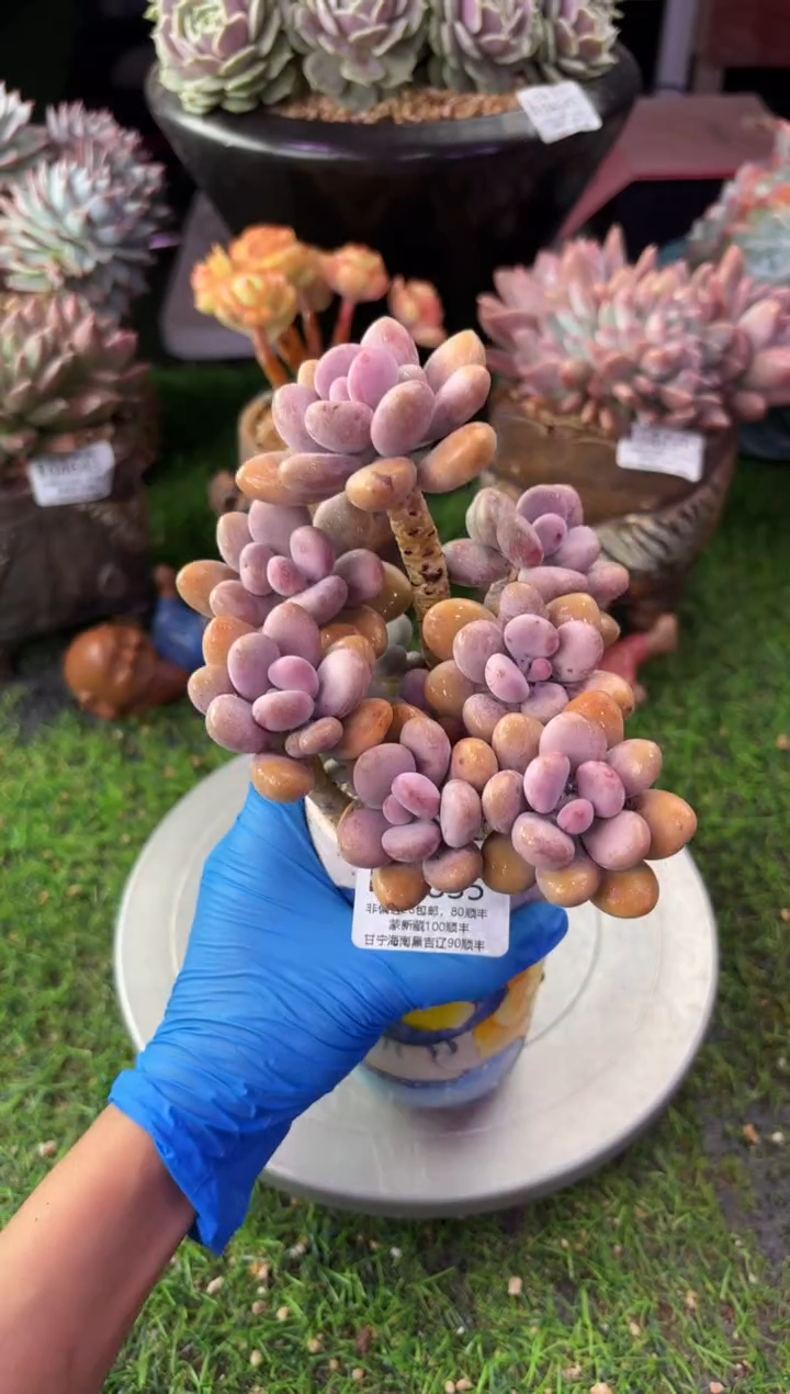 昆明印象多肉04835