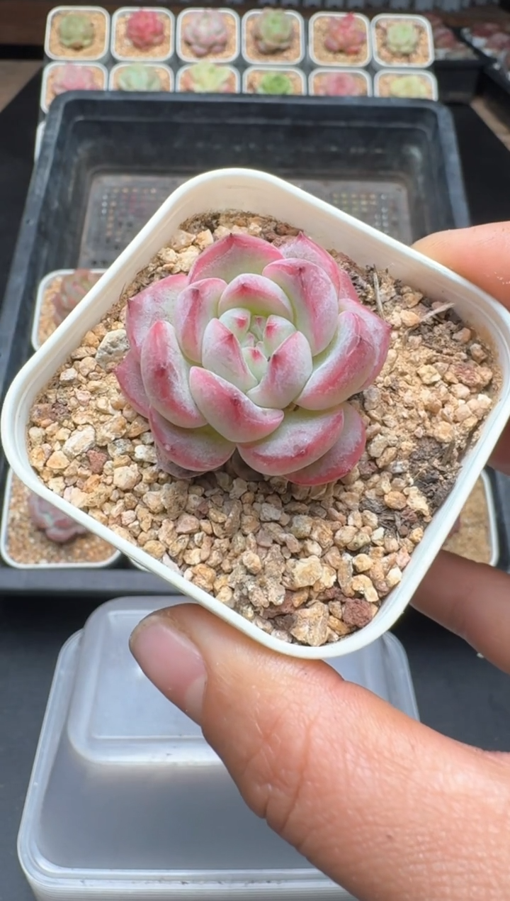 【闪购商品】024D物拍多肉带盆土6.5杯拍3颗包柚