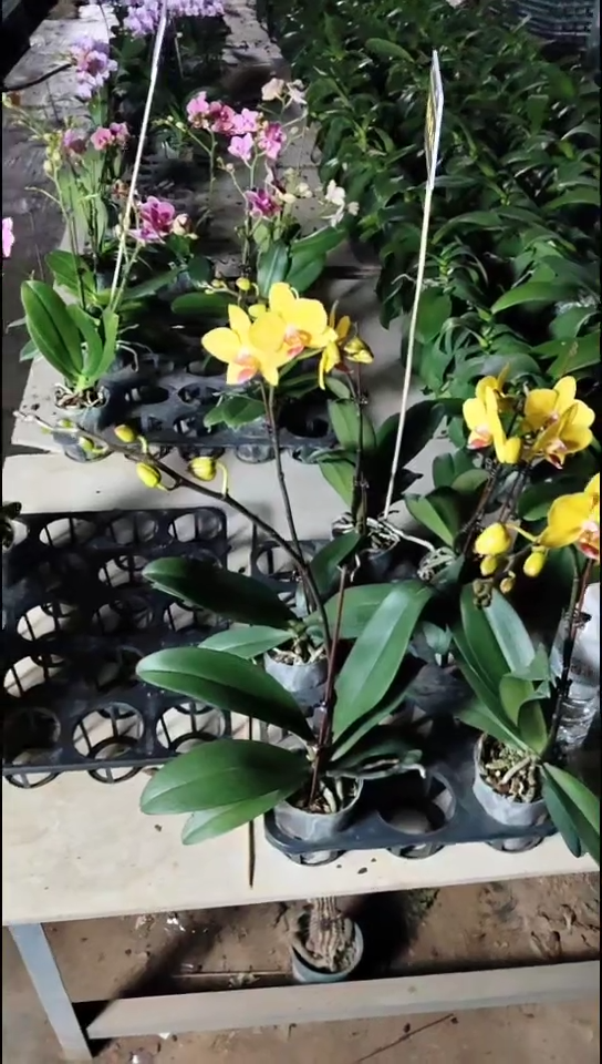 大部分花苞少量开放蓝星预售，着急勿拍