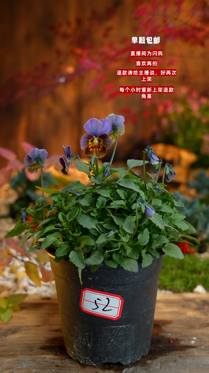 全部花朵清**来000000052
