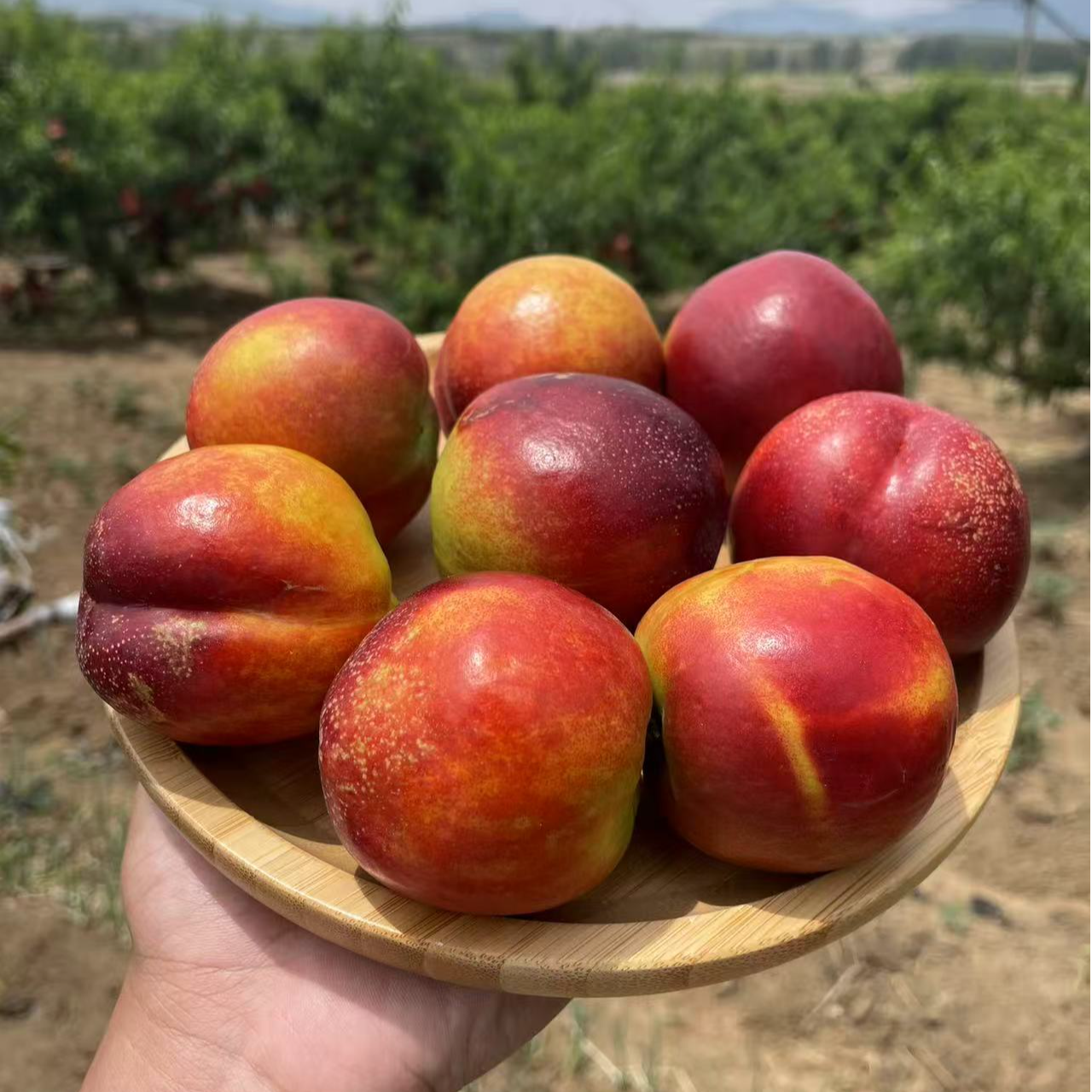 【现摘现发】沂蒙山麻点油桃现摘油桃产地直发3斤装4.5斤装山东省