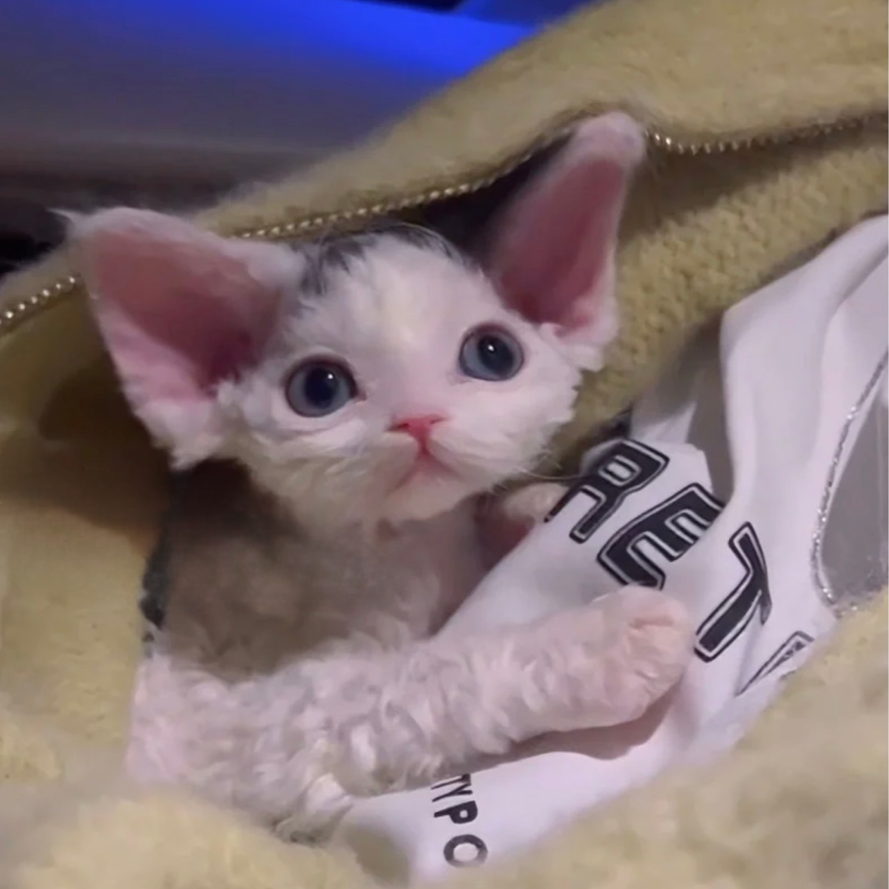 ②号   德文卷毛猫活体猫咪链接