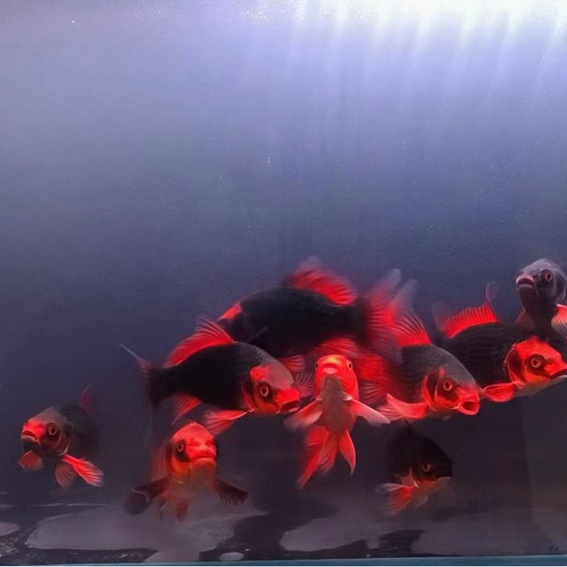 灰鳍普身红猫蝴蝶鲤