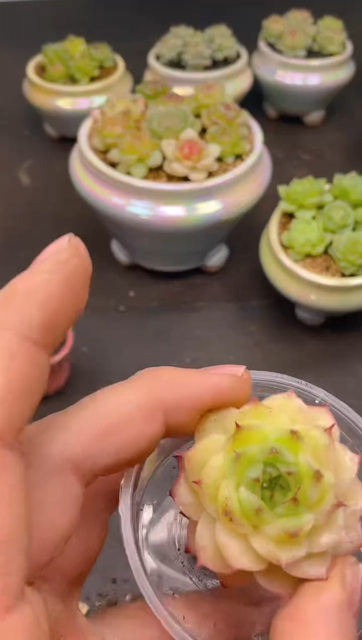 300孤品    一物一拍