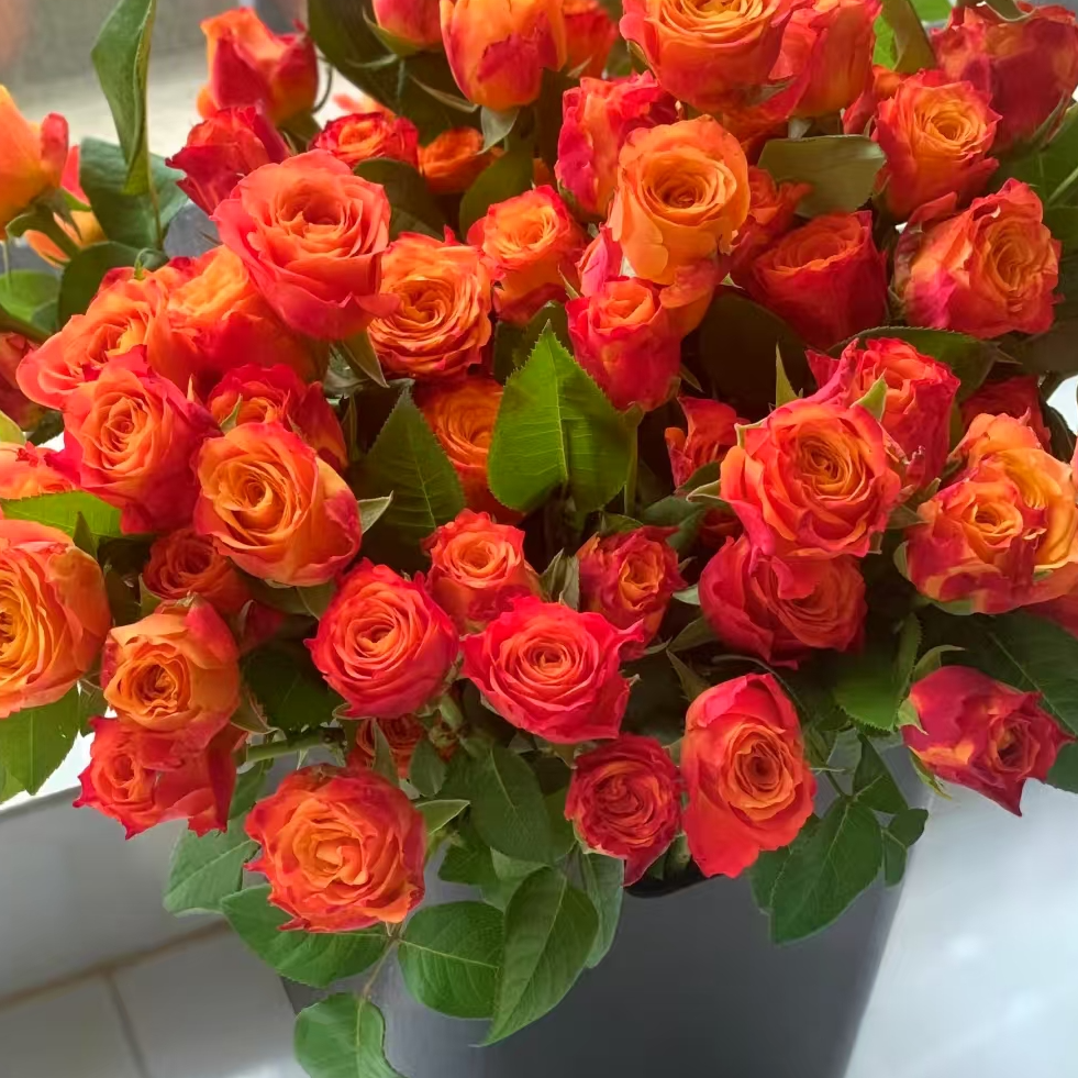 【一品花集】【火焰】超稀有多头玫瑰（注意：带包装醒花哦~）