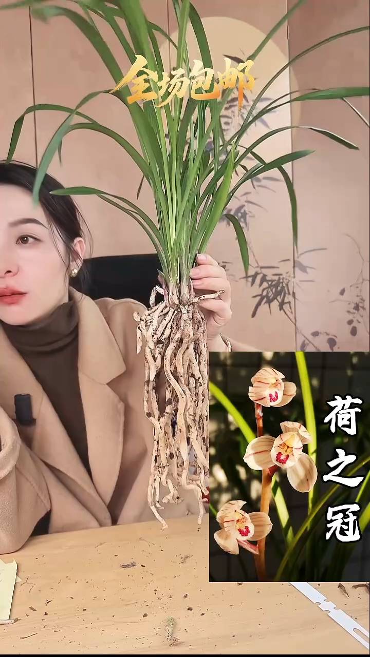 当前无花栽培后可以开花：荷之冠