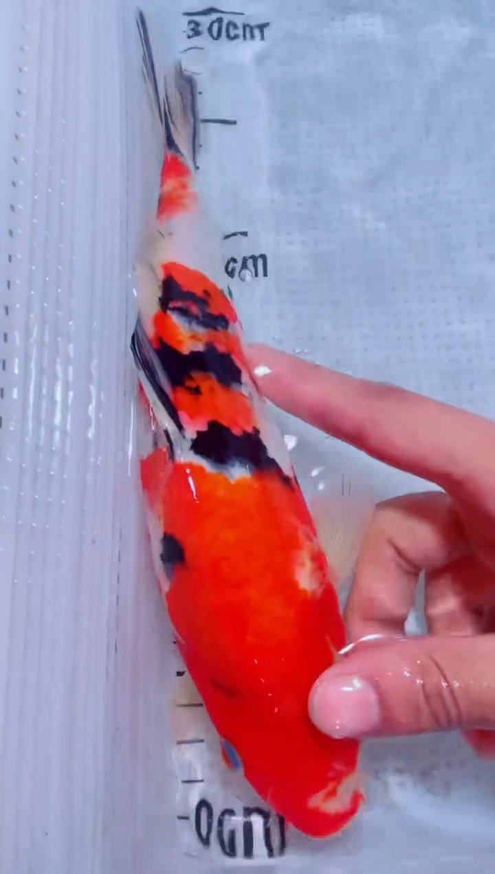 锦鲤血统锦鲤全场包邮26