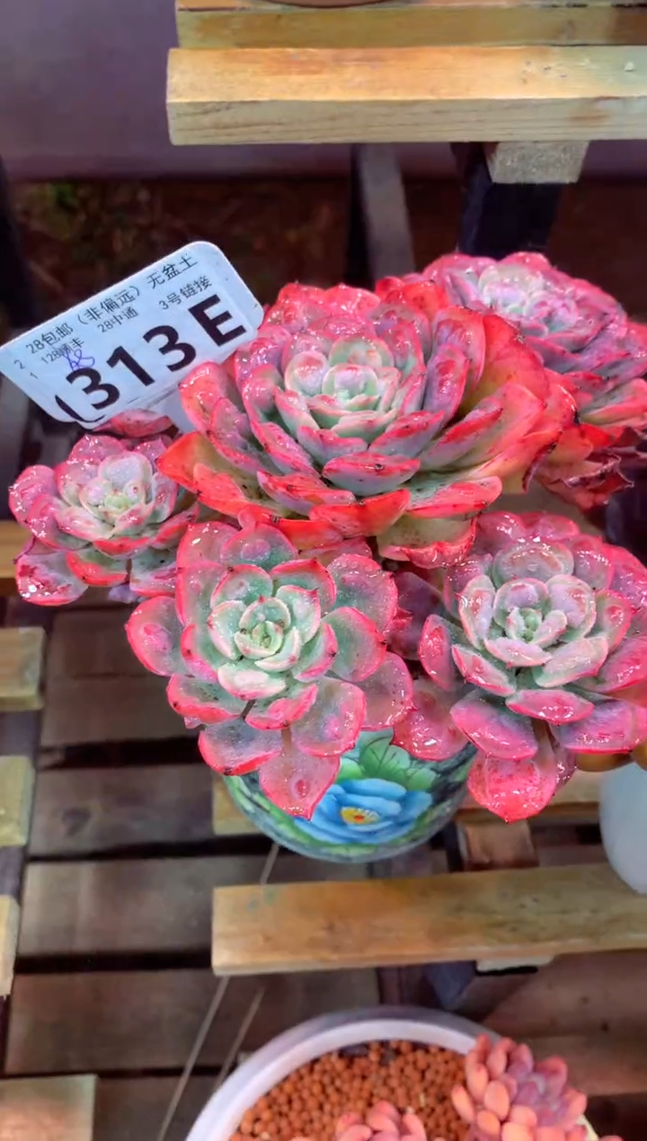 313E（一物一拍，精品多肉，w所见即所得 