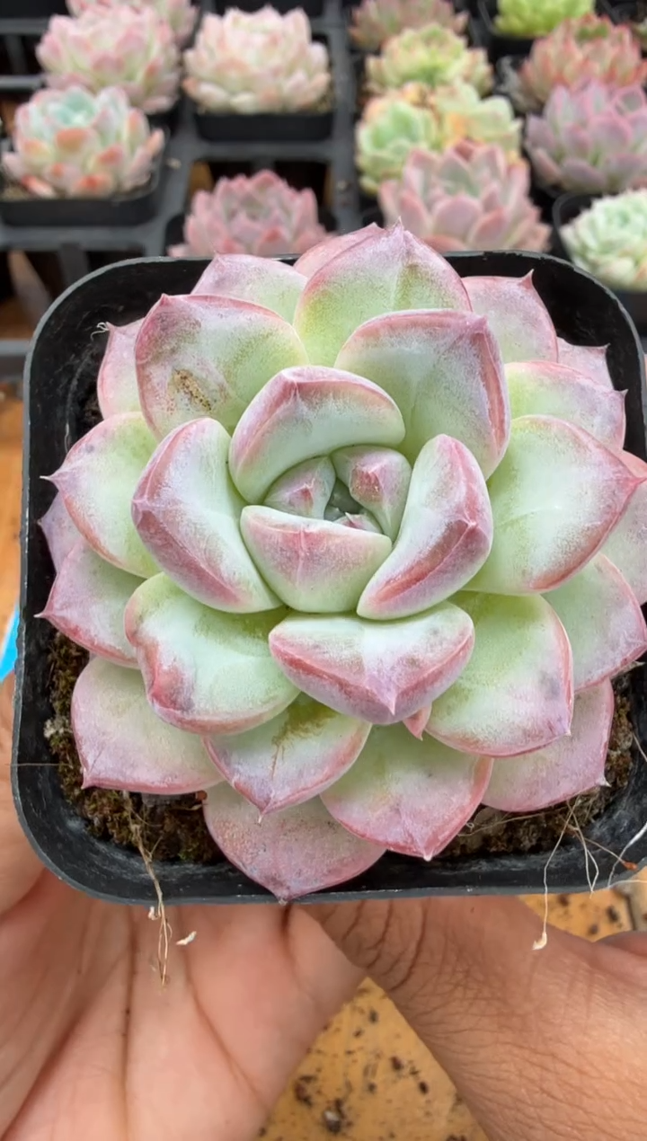 东云多肉二店-275